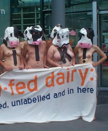 big breasts bare against GM dairy products
