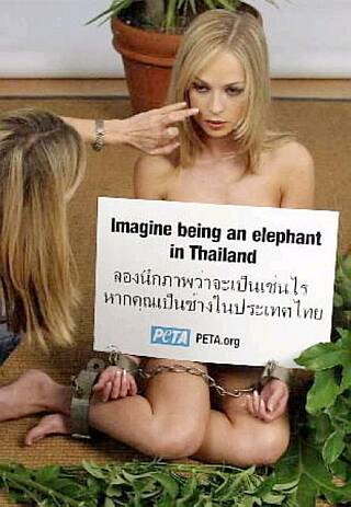 bondage nude chained for elephants