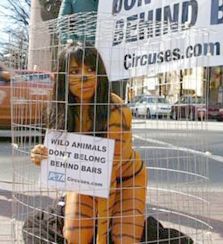 peta girl nude in cage and painted like a tiger